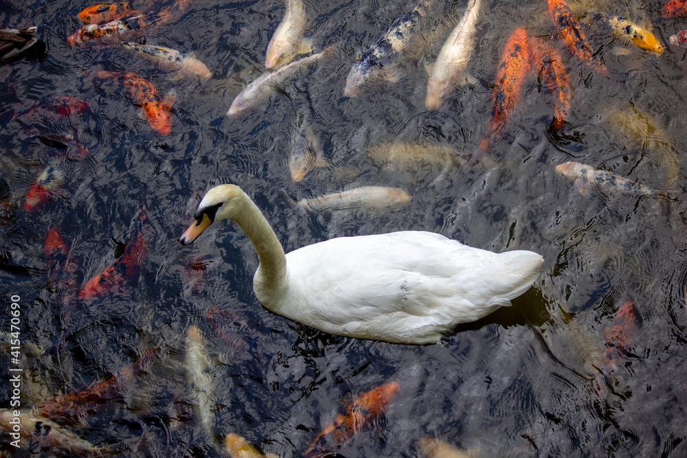 white swan on the lake