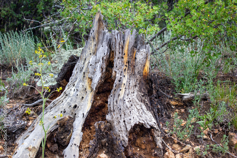stump