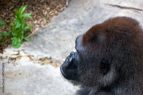 Obraz na płótnie Gorilla w salonie