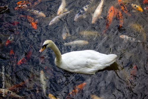 Obraz na płótnie white swan on the lake w salonie