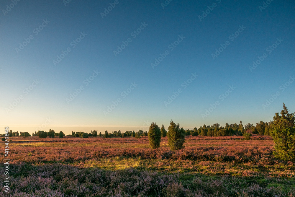 Obraz premium Lüneburger Heide