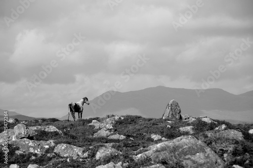 Wild horse, The Burren, Ireland