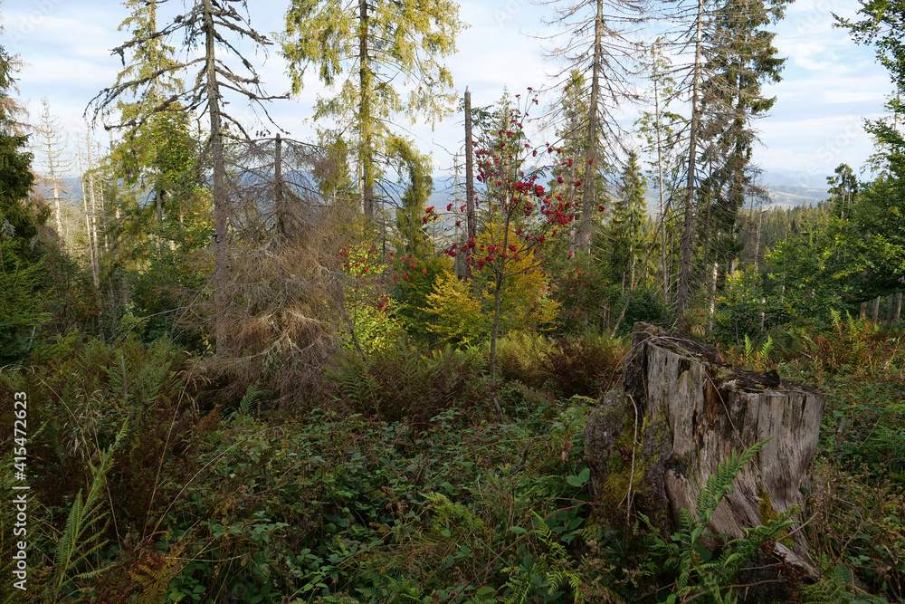 Obraz premium Forest and beautiful clouds in Carpathian Mountains