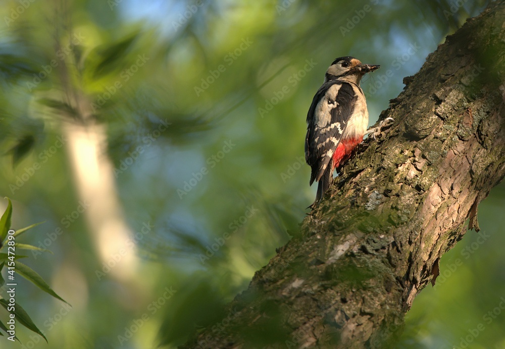 Bird woodpecker on the tree with hollow and beak full of insects Bird woodpecker on the tree with hollow and beak full of insects