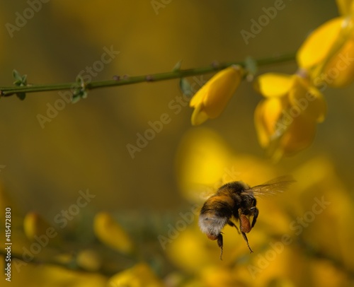 insect bumblebee flies with pollen on the legs at blooming yellow broom © Lah1983