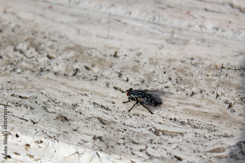 house fly on stone counter top house fly on stone counter top