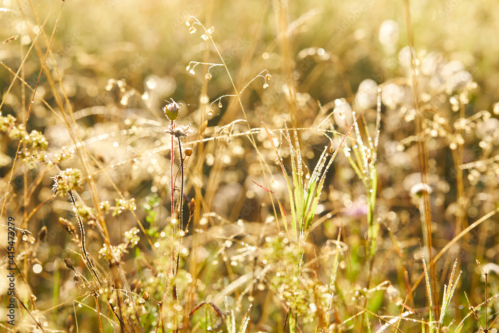 beautiful meadow with grass and flowers beautiful meadow with grass and flowers