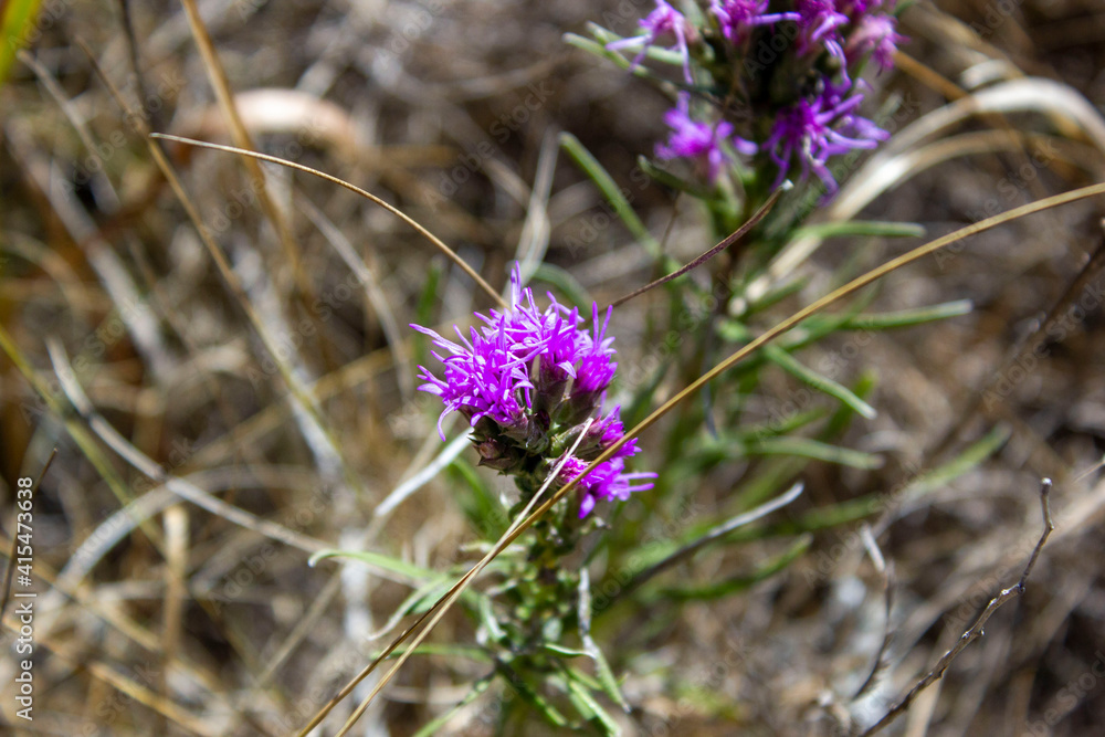 thistle flower