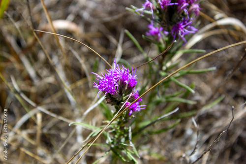 Obraz na płótnie thistle flower w salonie