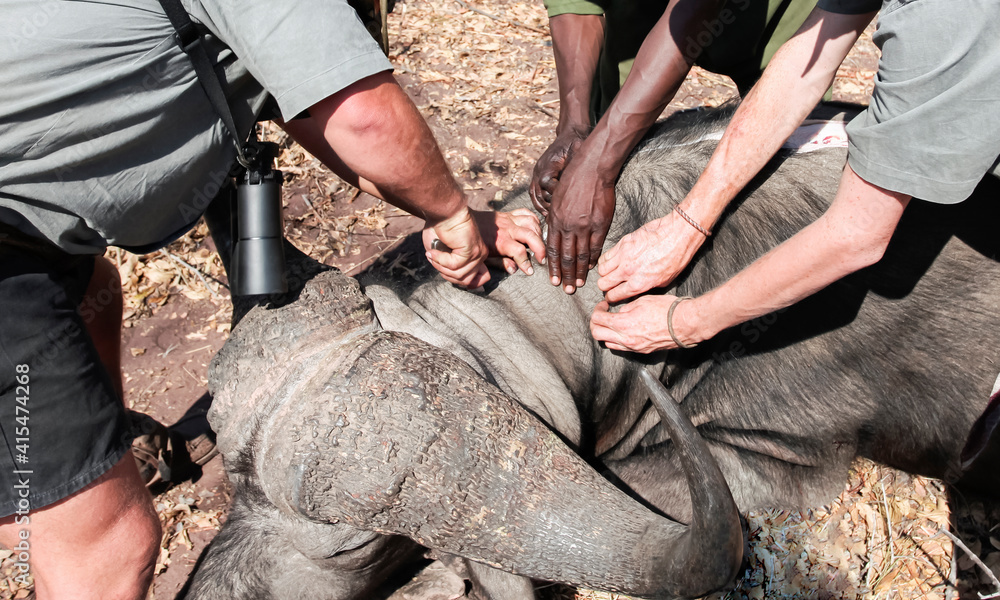 African hunters handle a buffalo trophy after joint hunt. African hunters handle a buffalo trophy after joint hunt.