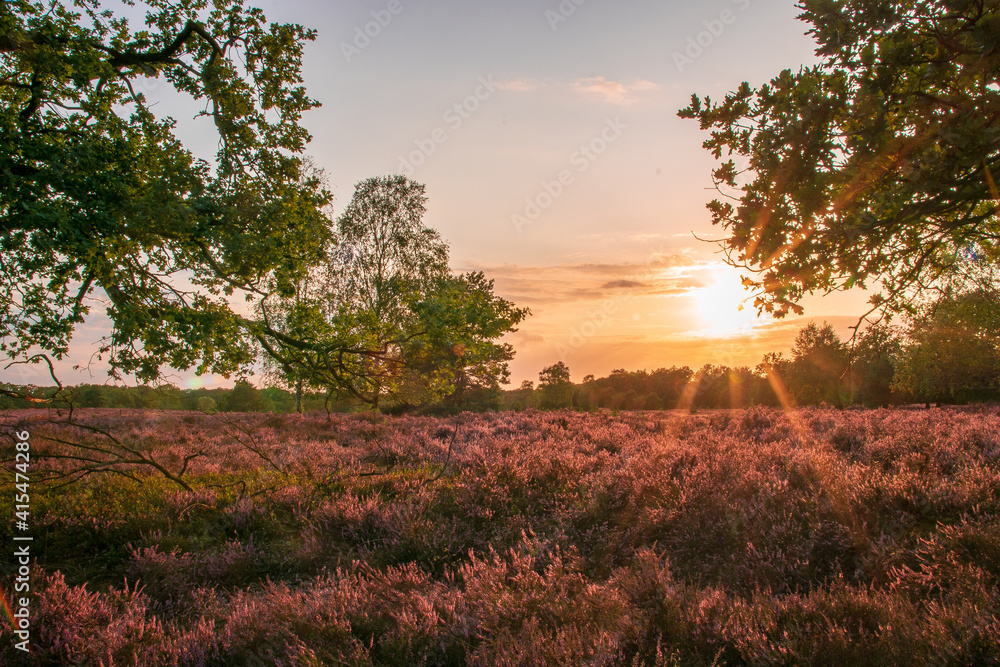 Naklejka premium Lüneburger Heide