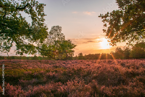 Lüneburger Heide