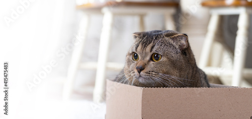 Scotch fold cat in a cardboard box on the living room floor