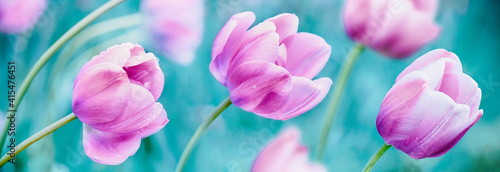 Floral Spring Nature background of tulip flowers