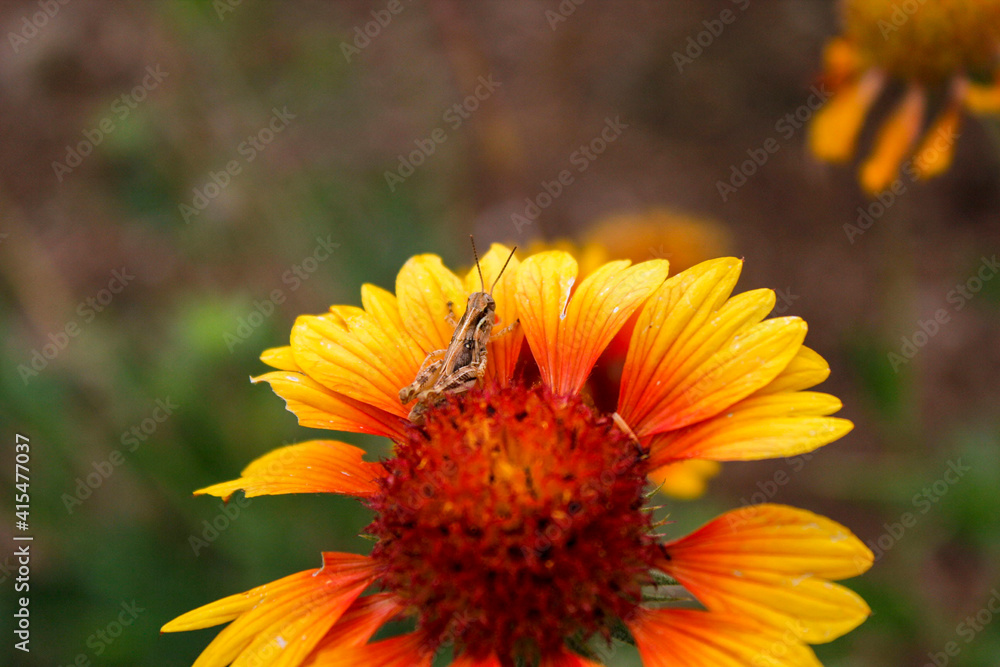 grasshopper on yellow and orange flower