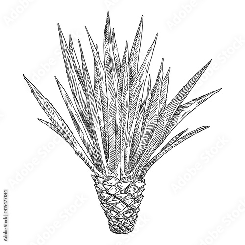Cactus blue agave. Vintage black hatching illustration on white