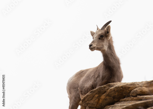 A female desert bighorn sheep stands on top of a sandstone cliff with a white overcast sky behind her and turns her head to look to the left. 