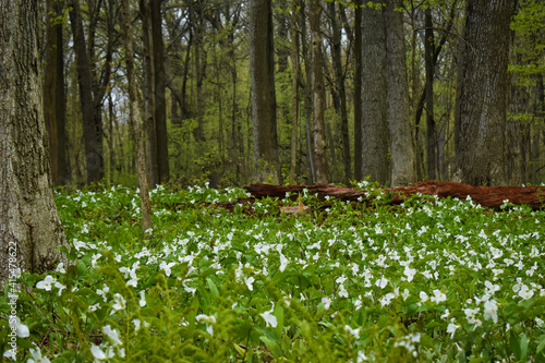 Fototapeta Naklejka Na Ścianę i Meble -  Carpet of White Trillum Flowers on Forest Floor in the Spring