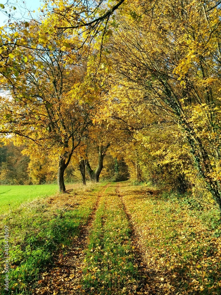 Obraz premium Scenic Woodland Trail with Vibrant Yellow and Orange Foliage in Fall in Burgundy's countryside, France - November 2014
