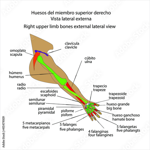 Esqueleto humano huesos del miembro superior derecho vista lateral externa vector ilustracion