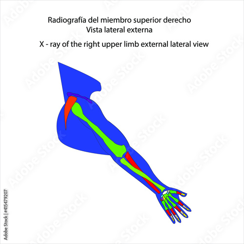 Esqueleto humano radiografía del miembro superior derecho vista lateral externa vector ilustración