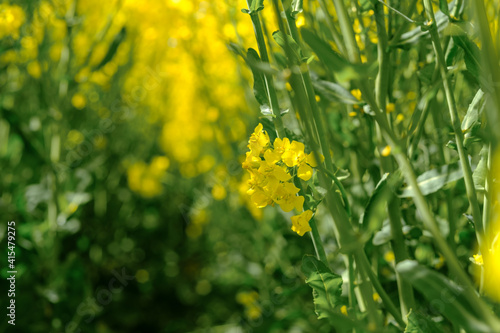 Blooming rapeseed (Brassica napus) field in Poland. Canola oilseed rape flowers in front of green stalks. 