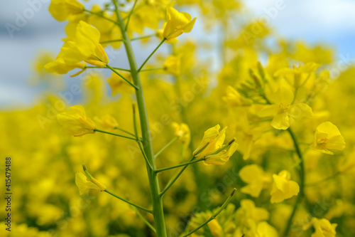 Blooming rapeseed (Brassica napus) field in Poland. Young rape pods. Rape flowers. 