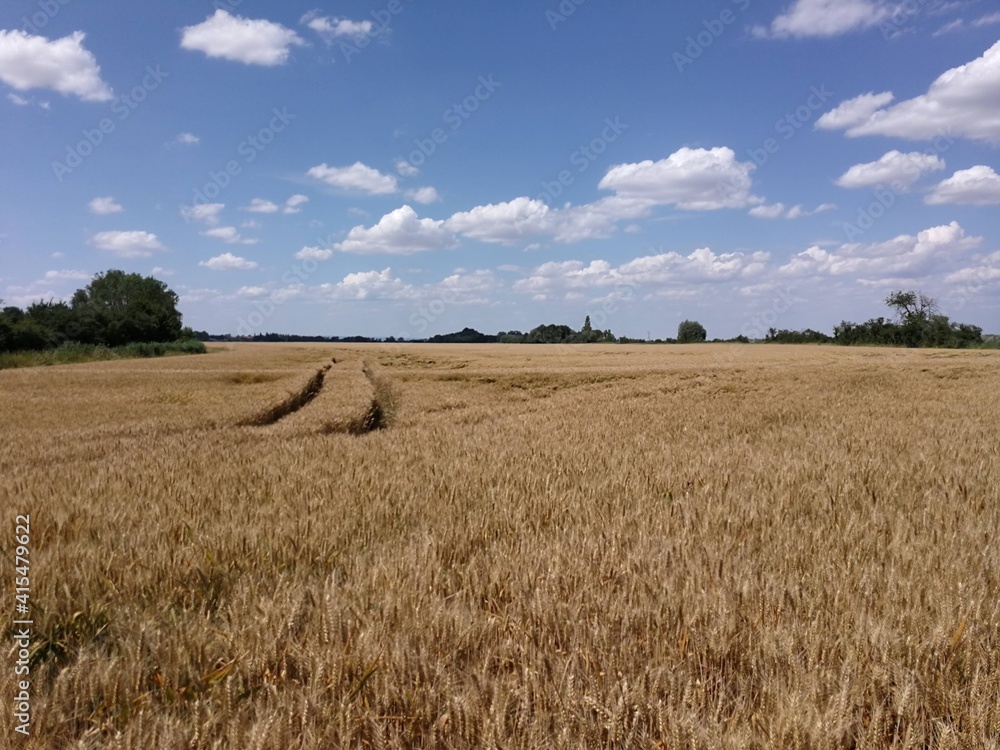 Wheat field in Burgundy's countryside, France - July 2019