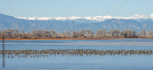 Migrating birds enjoying lake with mountain views. 