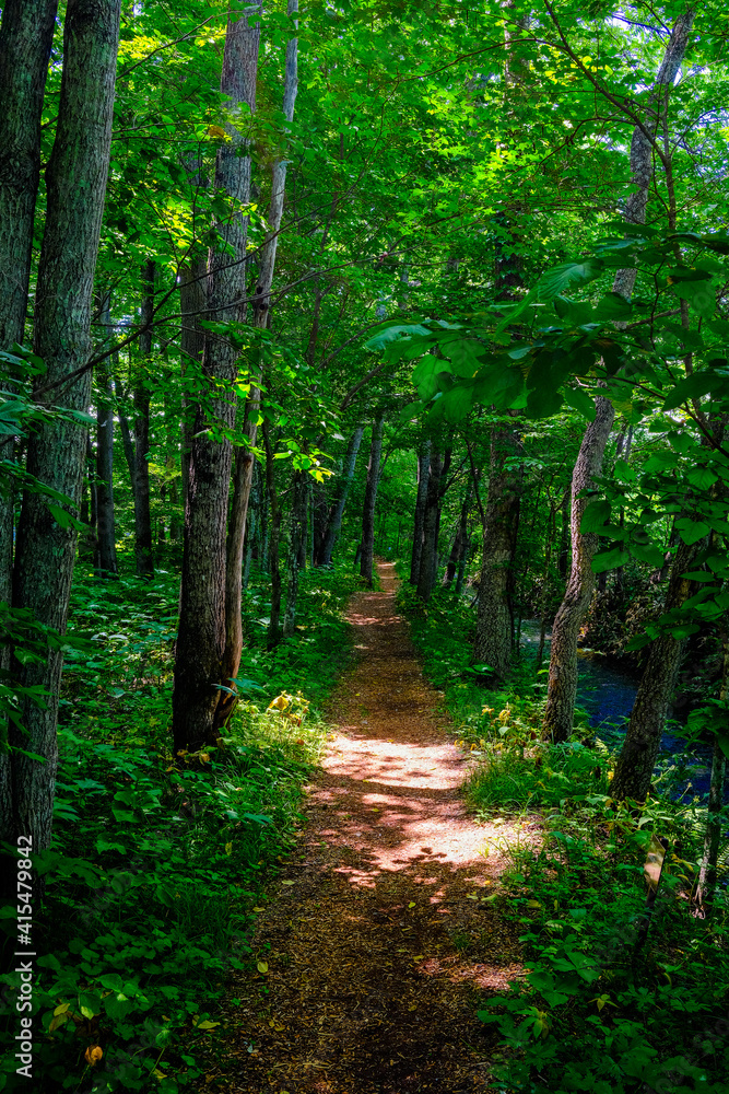 Obraz premium 森の道
