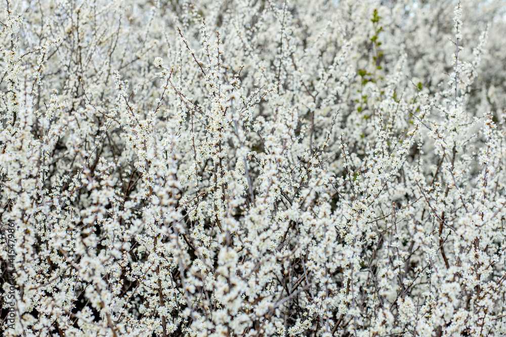 Fielding white flowers blooming in a field. Background flowering, selective focus Fielding white flowers blooming in a field. Background flowering, selective focus