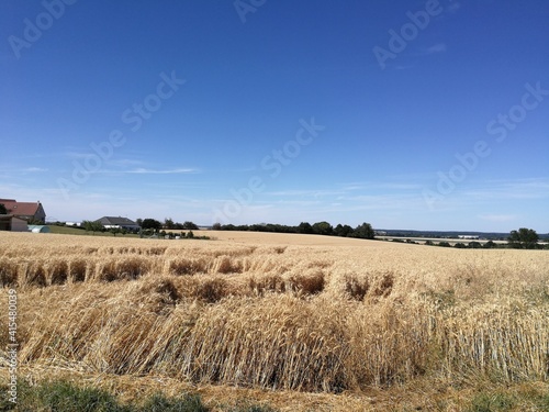 Wheat field in Burgundy s countryside  France - July 2019
