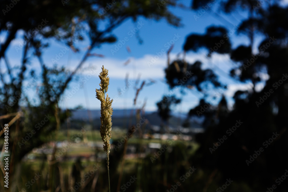 Fototapeta premium trigo, naturaleza, árbol, planta, ambiente, verde, hoja, pasto, montaña.