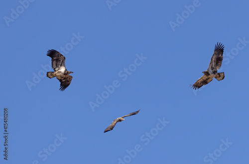 Juvenile Bald eagles in flight