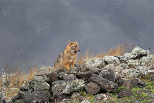 Golden jackal searching for food. Jackal moving in the Bulgaria mountains. Carnivore during winter. European nature. 