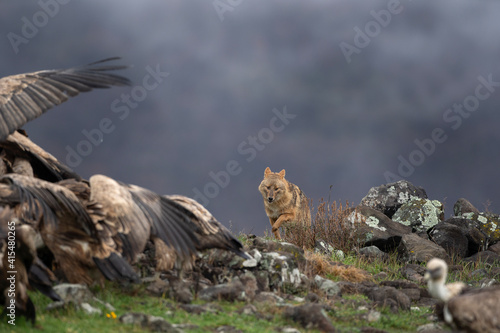 Golden jackal searching for food. Jackal moving in the Bulgaria mountains. Carnivore during winter. European nature.  