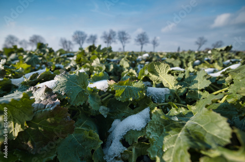 Rapeseed canola field (Brassica napus) in early winter. Poland countryside.
