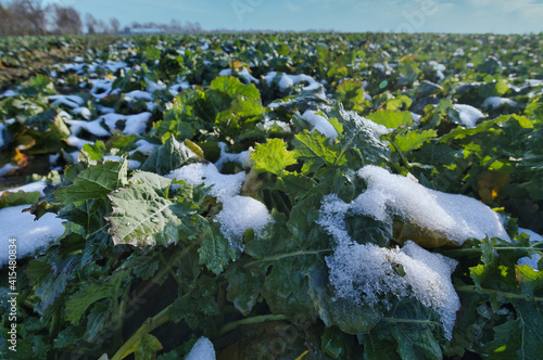 Rapeseed canola field (Brassica napus) in early winter. Poland countryside.