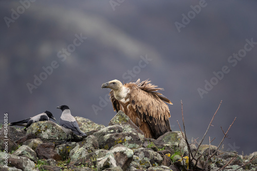 Griffon vultures near the carcass. Flock of vultures in Madzharovo Rhodope mountains. Birds watching in the Bulgaria nature. 