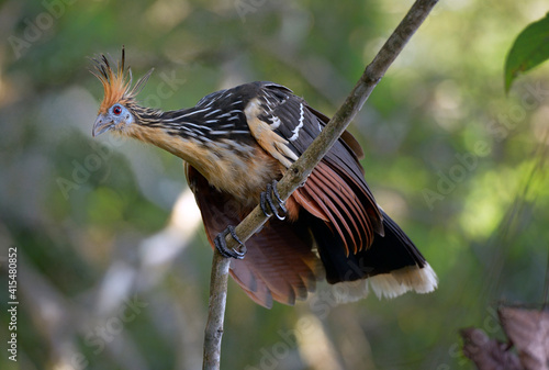 Hoatzin (Opisthocomus hoazin) on a branch, La Selva Jungle Eco Lodge, Amazon Basin, Ecuador. photo