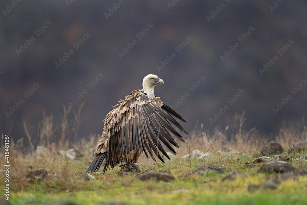 Obraz premium Griffon vultures near the carcass. Flock of vultures in Madzharovo Rhodope mountains. Birds watching in the Bulgaria nature.