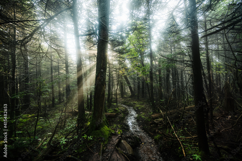 Trail through the Catskill mountains, New York, United States Trail through the Catskill mountains, New York, United States