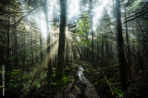 Trail through the Catskill mountains, New York, United States photo