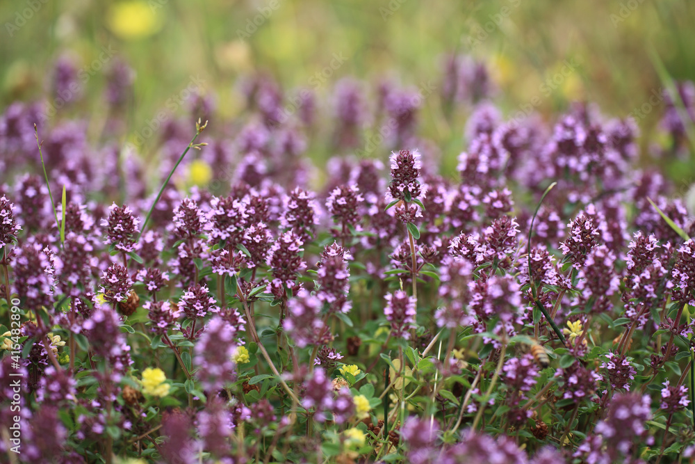 Fototapeta premium Common Thyme