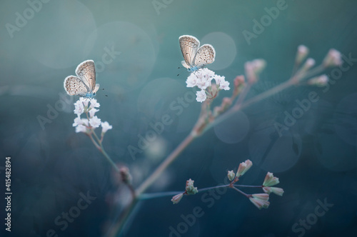 two butterflies between two flowers