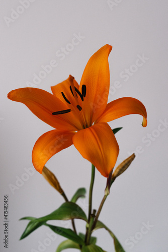 Orange lilium against white backgroud lily