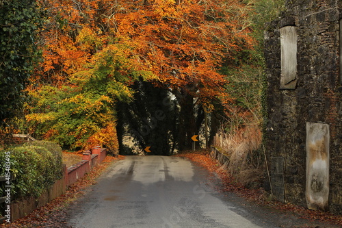 Autumn scene in rural Ireland featuring road leading into canopy of trees with colourful foliage