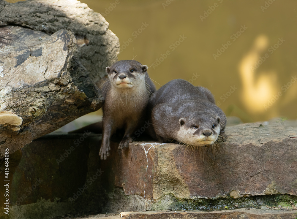 Obraz premium Otters