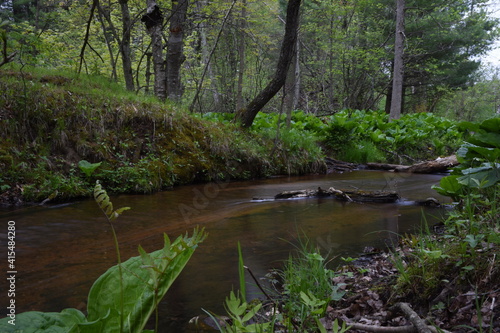 Gentle forest creek