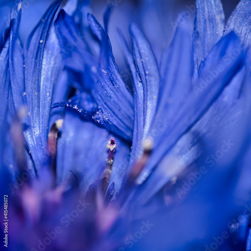 cornflower